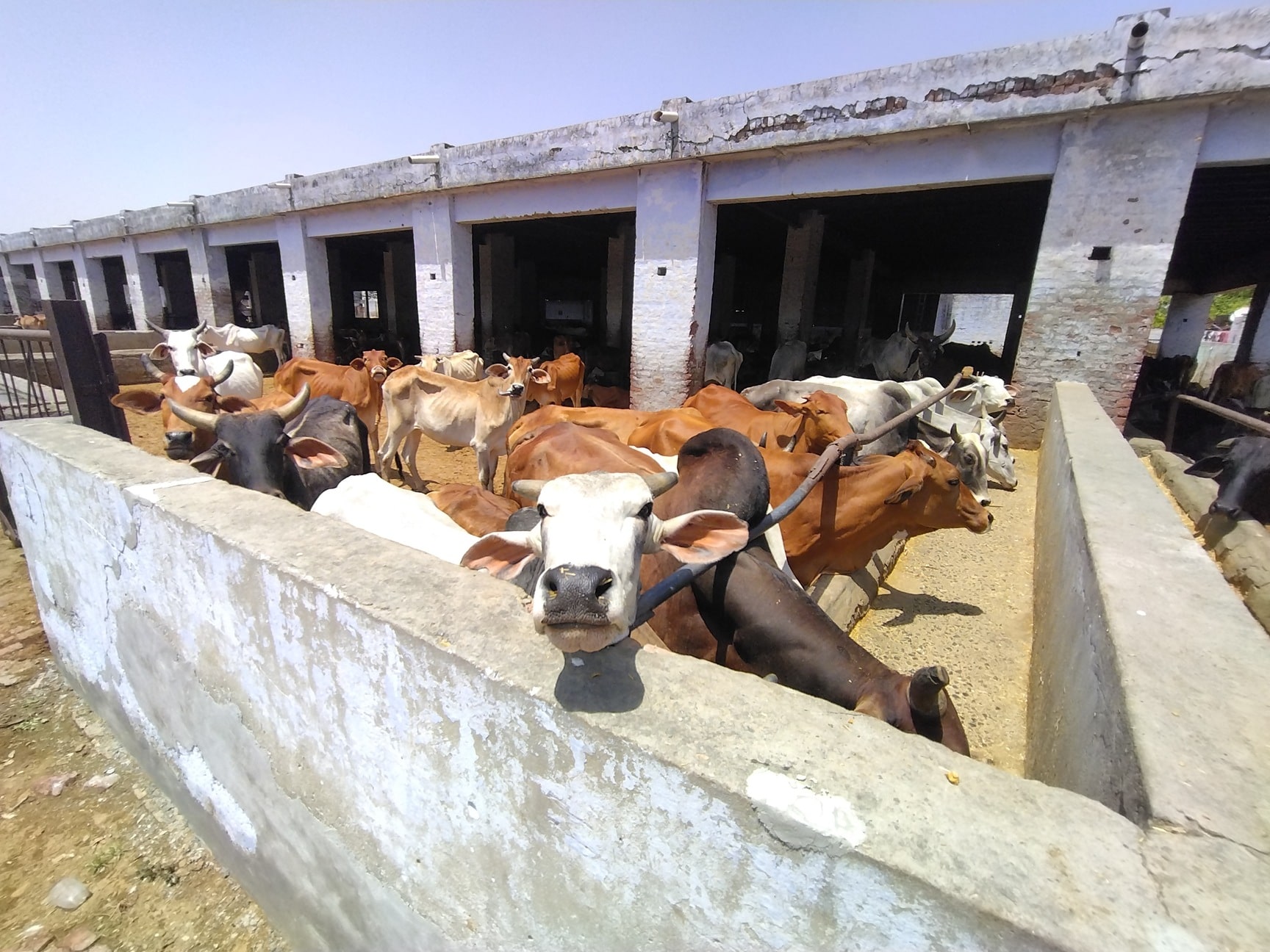धर्मार्थ गऊशाला सिसाना परिसर में गौवंश