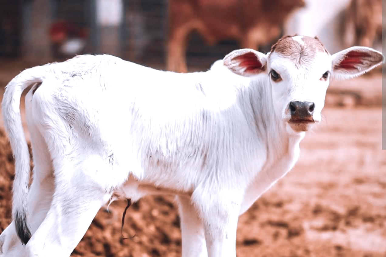 धार्मार्थ गौशाला सिसाना में एक बछड़ा